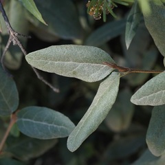 Elaeagnus commutata