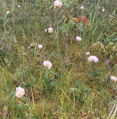Eriophorum virginicum