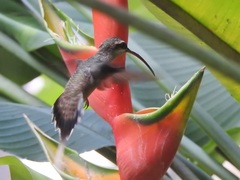 Phaethornis superciliosus