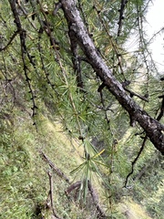 Larix decidua