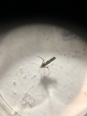 Stathmopoda