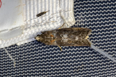 Sciota subcaesiella