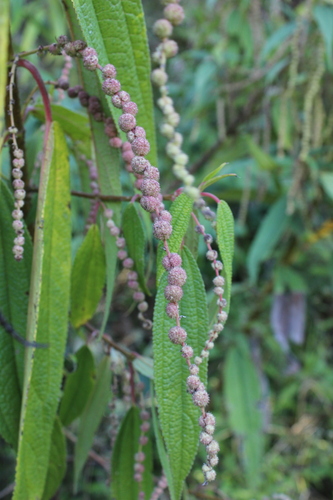 Boehmeria penduliflora image