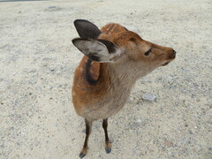 Cervus nippon centralis