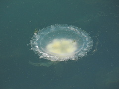 Phacellophora camtschatica