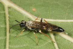 Allantus cinctus