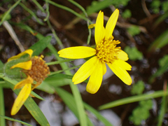 Arnica latifolia