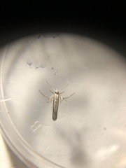 Stathmopoda
