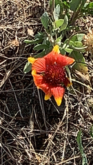Gaillardia pulchella