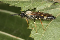 Allantus cinctus