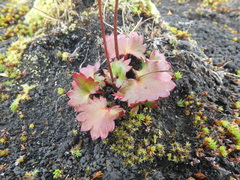 Micranthes nelsoniana