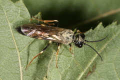 Allantus cinctus
