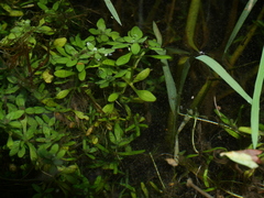 Callitriche
