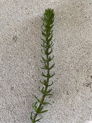 Hydrocharitaceae