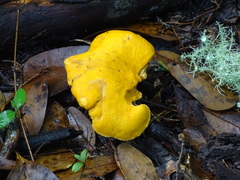 Cantharellus lateritius