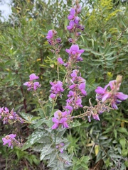Desmodium illinoense