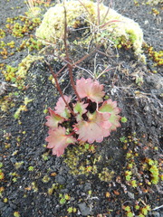 Micranthes nelsoniana