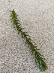 Hydrocharitaceae