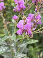 Desmodium illinoense