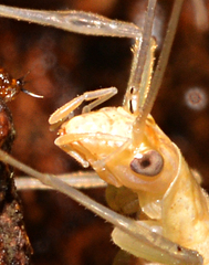Oecanthus exclamationis