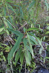 Boehmeria penduliflora image