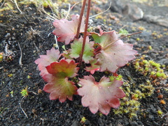 Micranthes nelsoniana