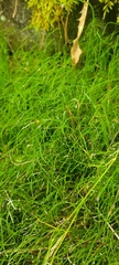 Equisetum scirpoides