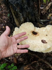 Climacocystis borealis