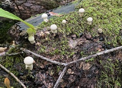 Coprinellus disseminatus