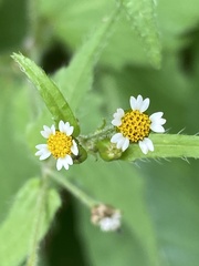 Galinsoga quadriradiata