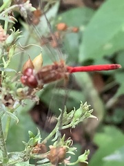 Sympetrum rubicundulum