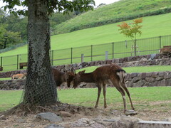 Cervus nippon centralis