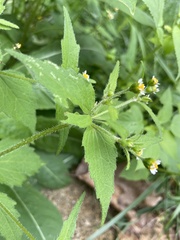 Galinsoga quadriradiata