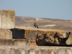 Athene noctua