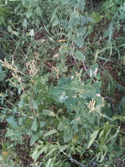 Atriplex tatarica
