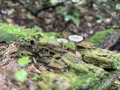 Arrhenia epichysium