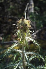 Cirsium