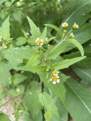 Galinsoga quadriradiata