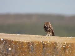 Athene noctua