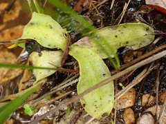 Pinguicula macroceras