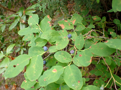 Vaccinium ovalifolium