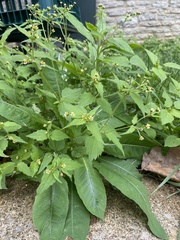 Galinsoga quadriradiata