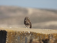 Athene noctua