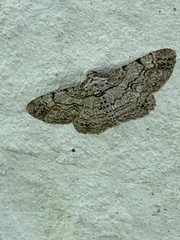 Iridopsis defectaria