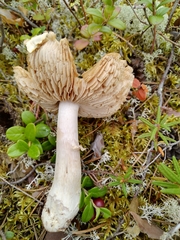 Cortinarius caperatus