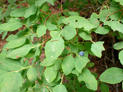 Vaccinium ovalifolium