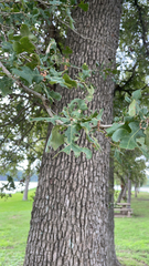 Quercus stellata