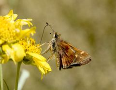 Lon melane vitellina