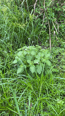 Heliotropium indicum