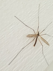 Tipula oleracea